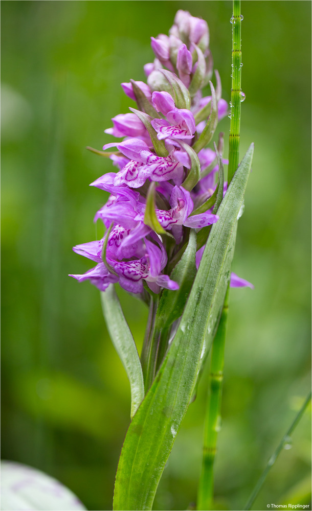 Fleischfarbene Knabenkraut (Dactylorhiza incarnata). ??? ?