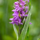 Fleischfarbene Knabenkraut (Dactylorhiza incarnata). ??? ?