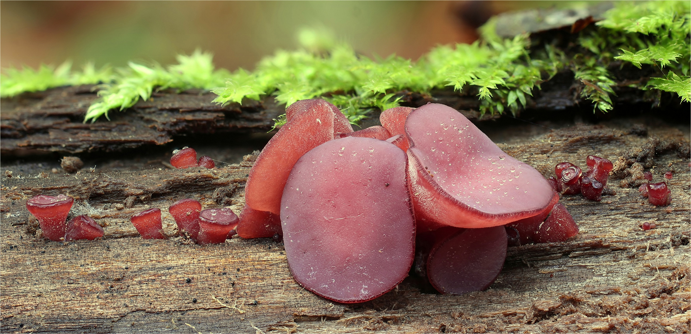 Fleischfarbener Gallertbecher (Ascocoryne sarcoides)