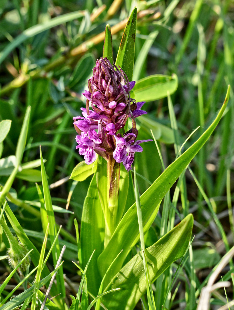 Fleischfarbenes Knabenkraut