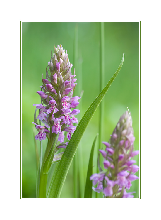 Fleischfarbenes Knabenkraut