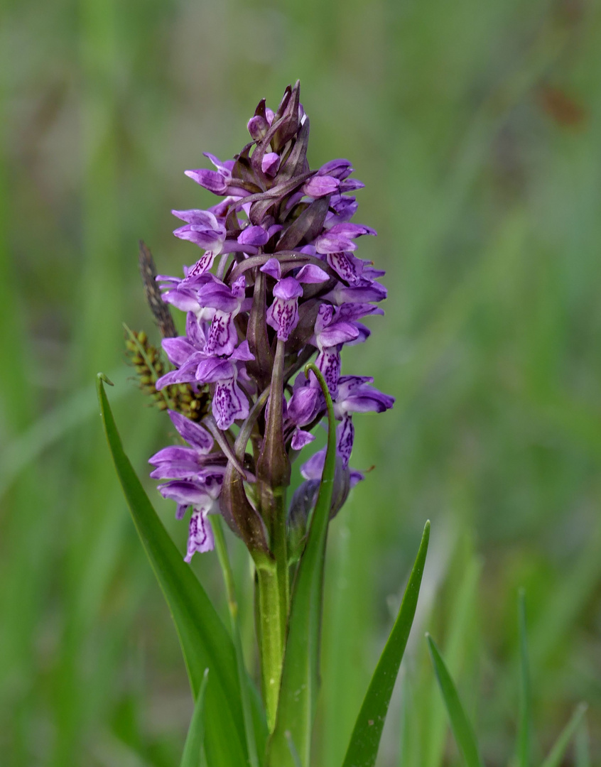 Fleischfarbenes Knabenkraut