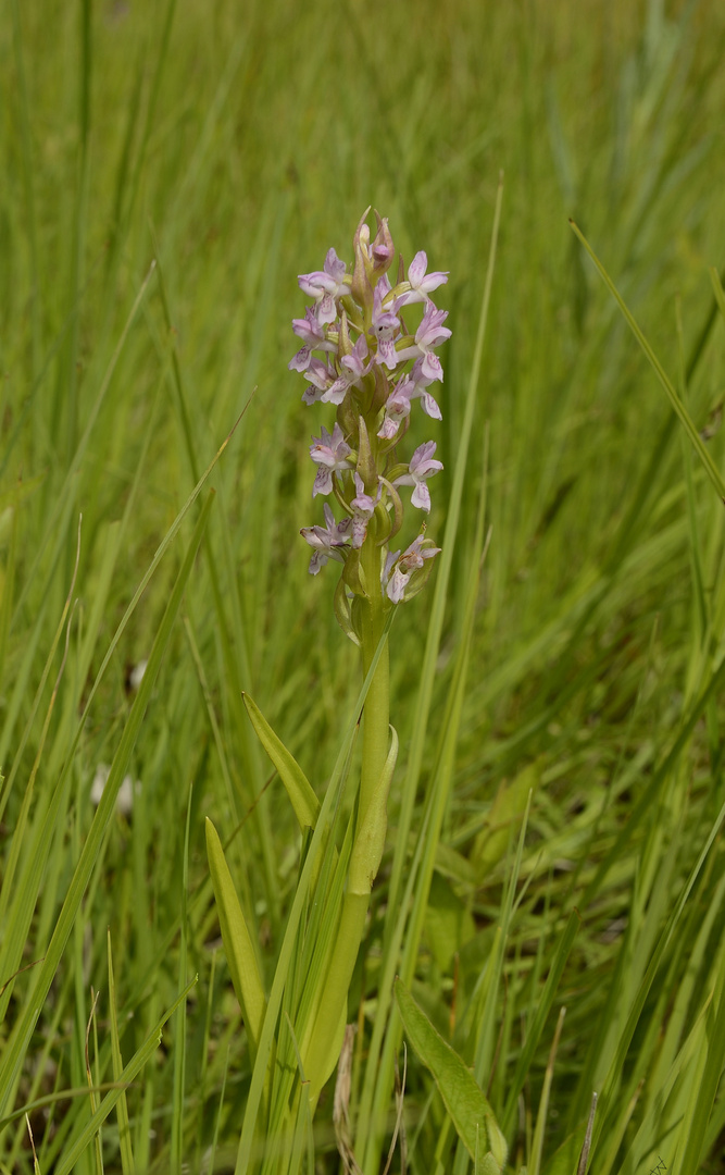 Fleischfarbenes Knabenkraut