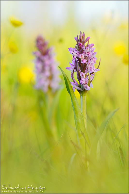 Fleischfarbenes Knabenkraut (Dactylorhiza incarnata)