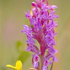 Fleischfarbenes Knabenkraut (Dactylorhiza incarnata)