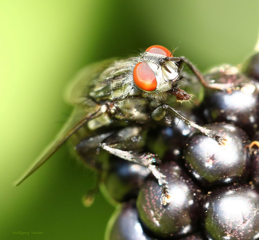 Fleischfliege