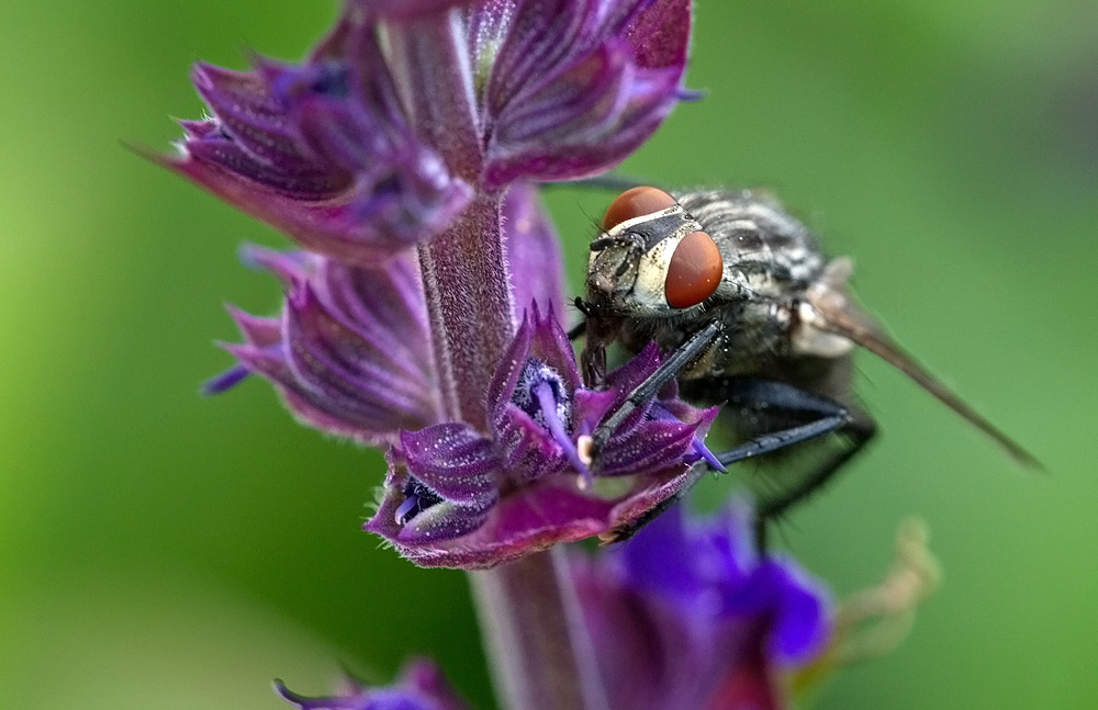 Fleischfliege