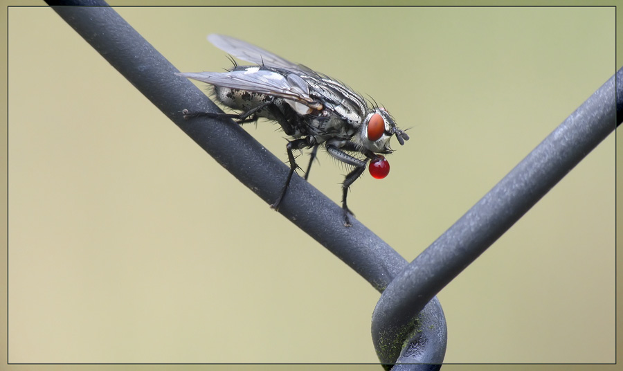 Fleischfliege