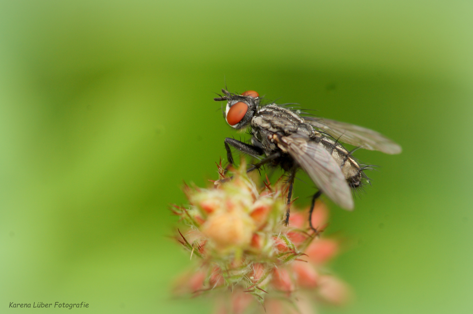 Fleischfliege