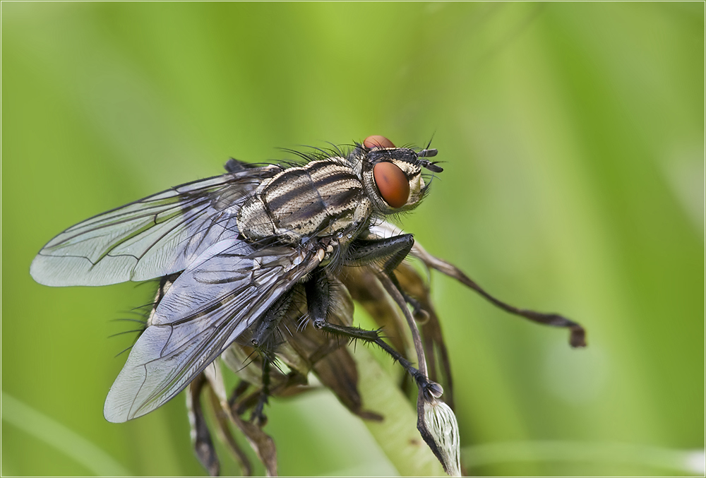 Fleischfliege?