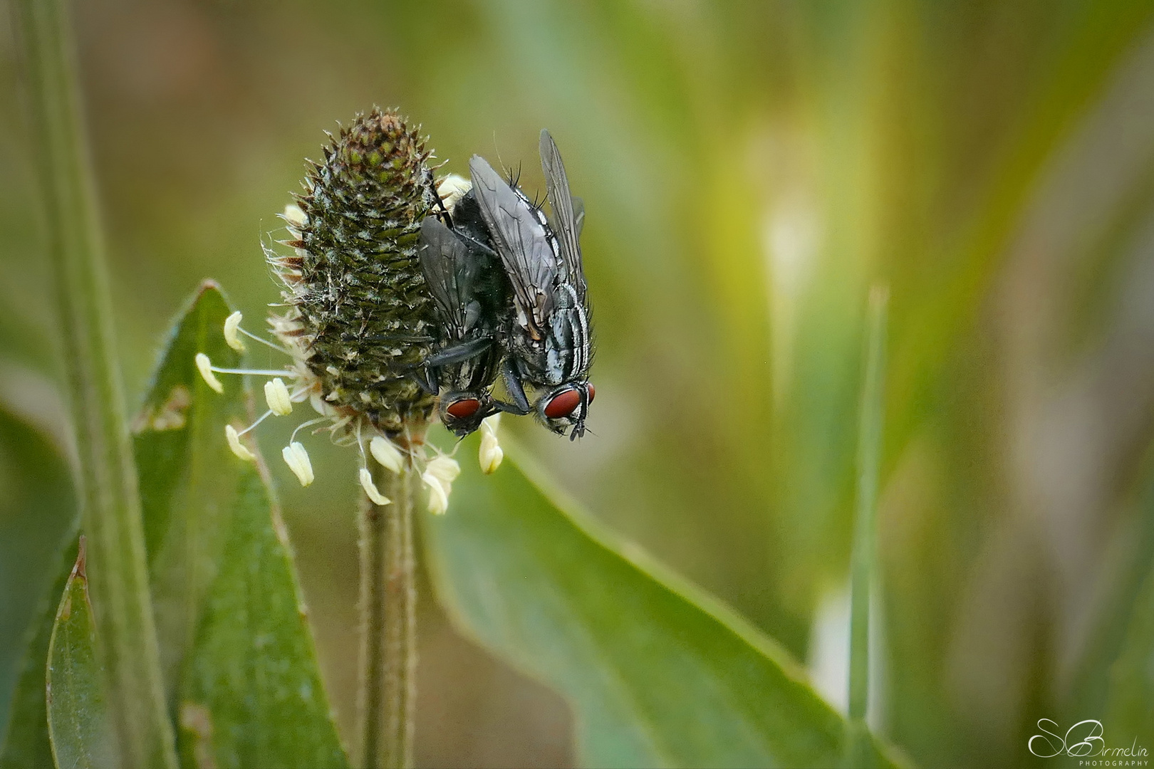 Fleischfliege