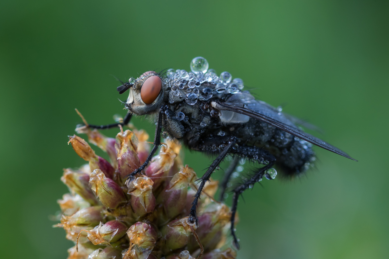 Fleischfliege im Morgentau