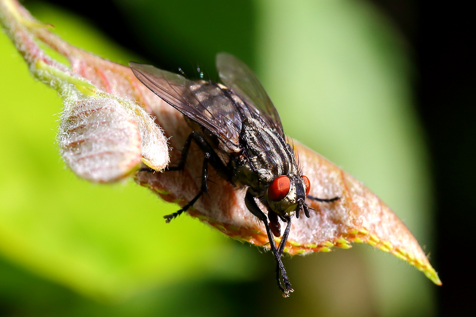 Fleischfliege (Sarcophagidae)