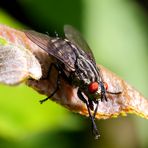 Fleischfliege (Sarcophagidae)