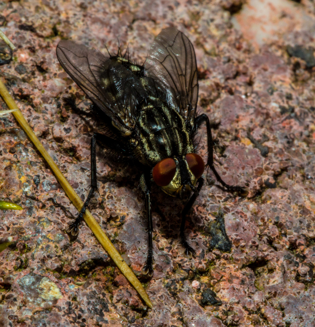 Fleischfliege (Sarcophagidae) (I)