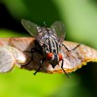 Fleischfliege (Sarcophagidae) (II)