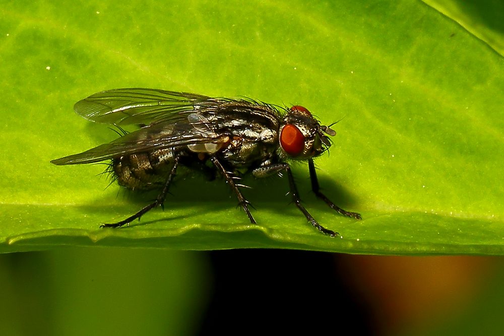 Fleischfliege (Sarcophagidae) (II)