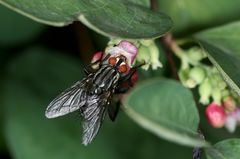 Fleischfliege tut sich gütlich