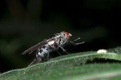 Fleischfliege übt das Dirigieren