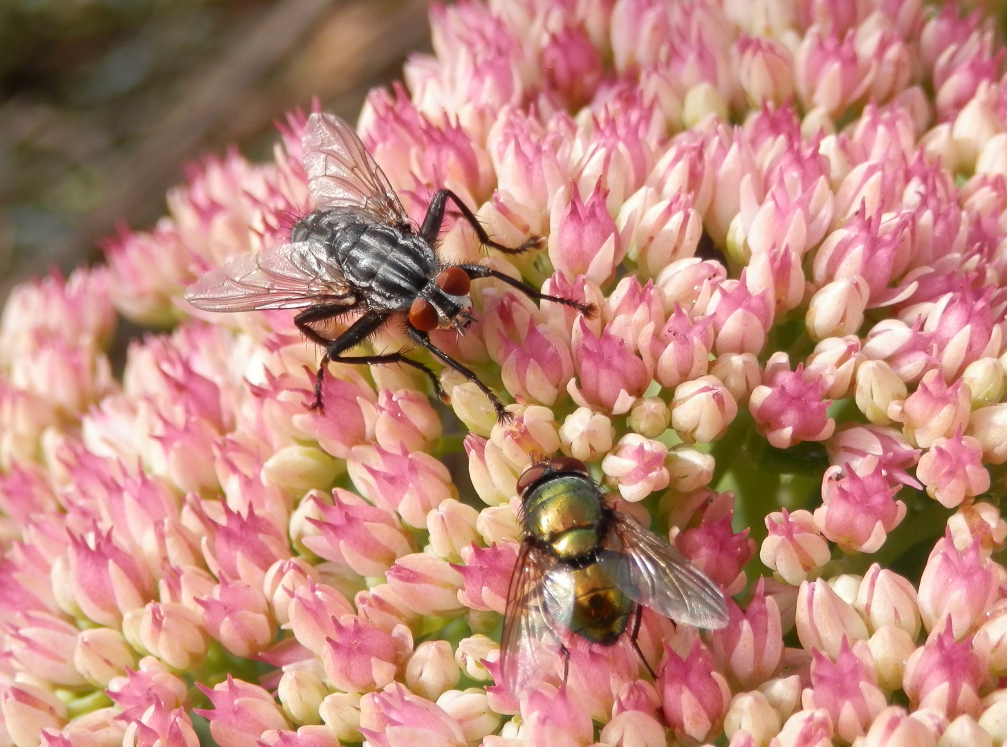 Fleischfliege und Schmeißfliege im Zwiegespräch