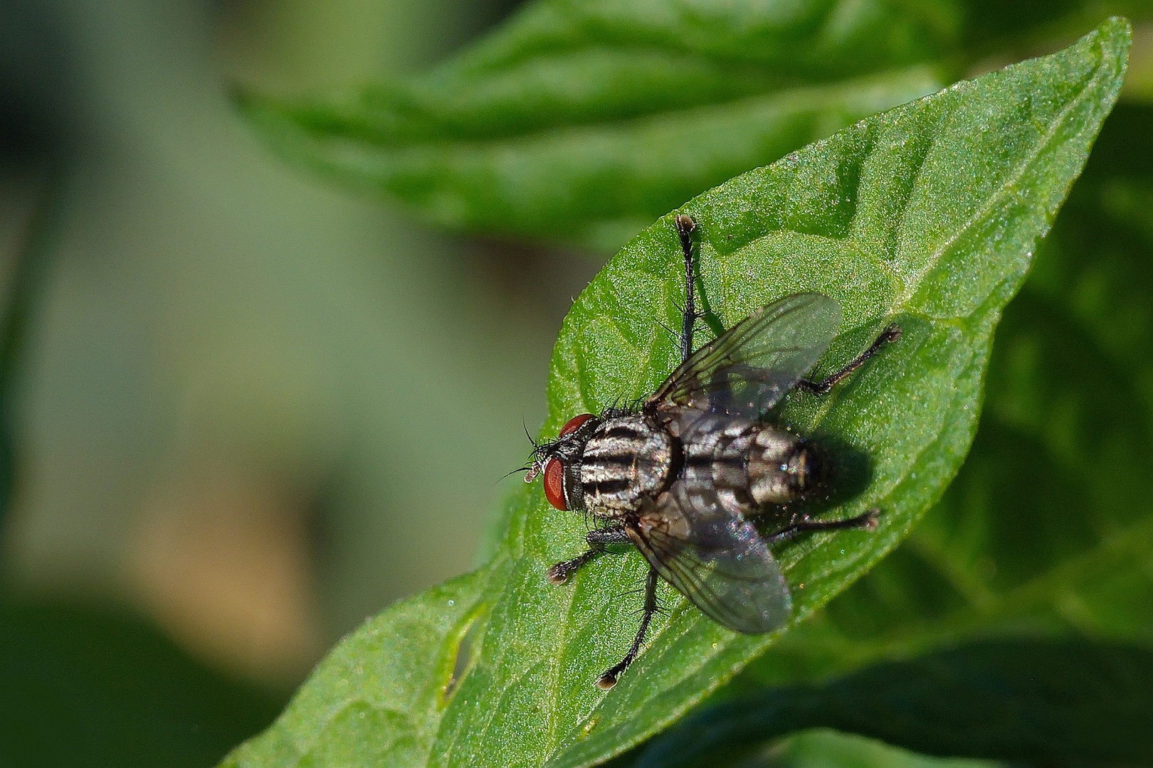 Fleischfliege von hinten 