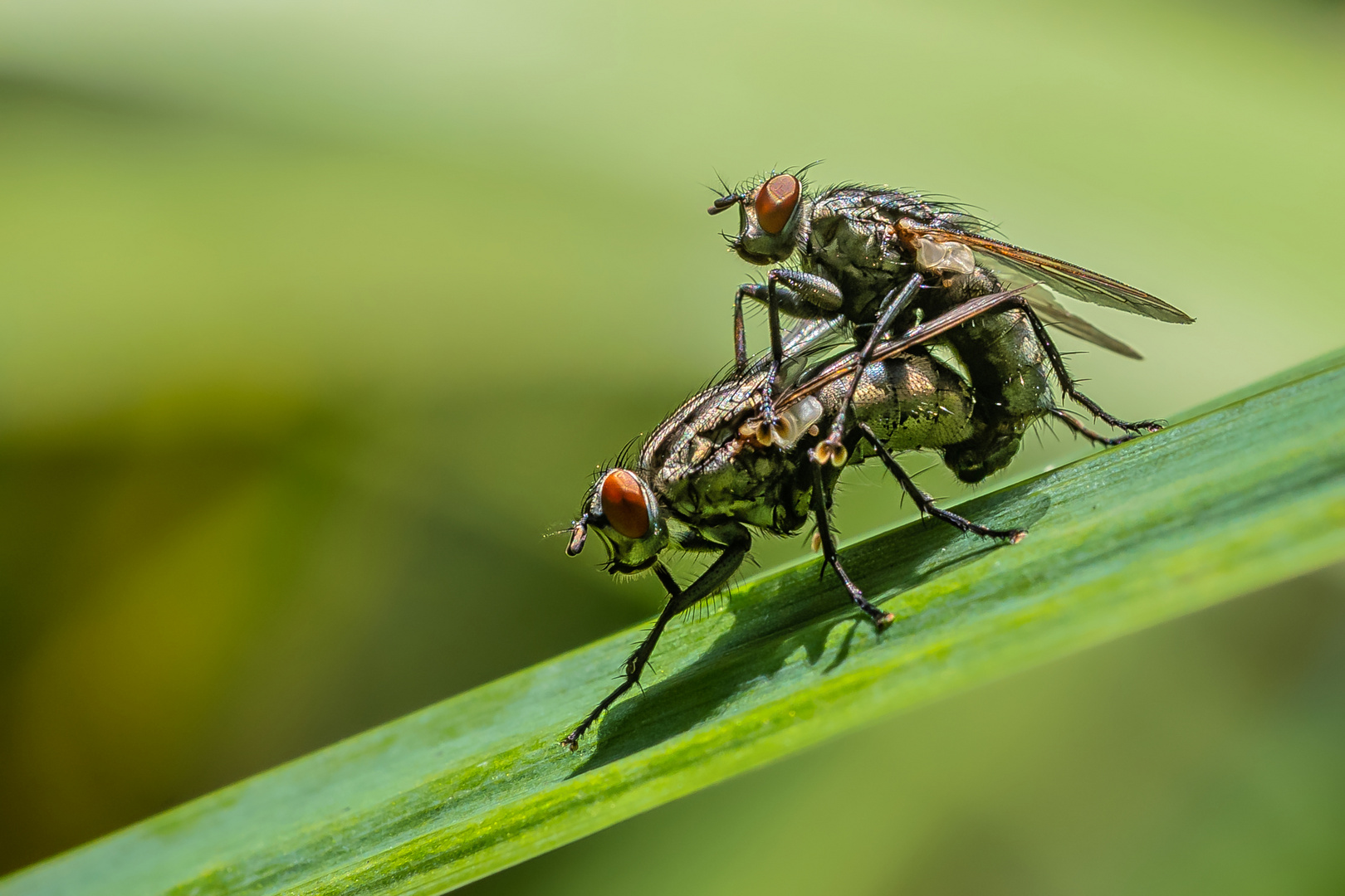 Fleischfliegen