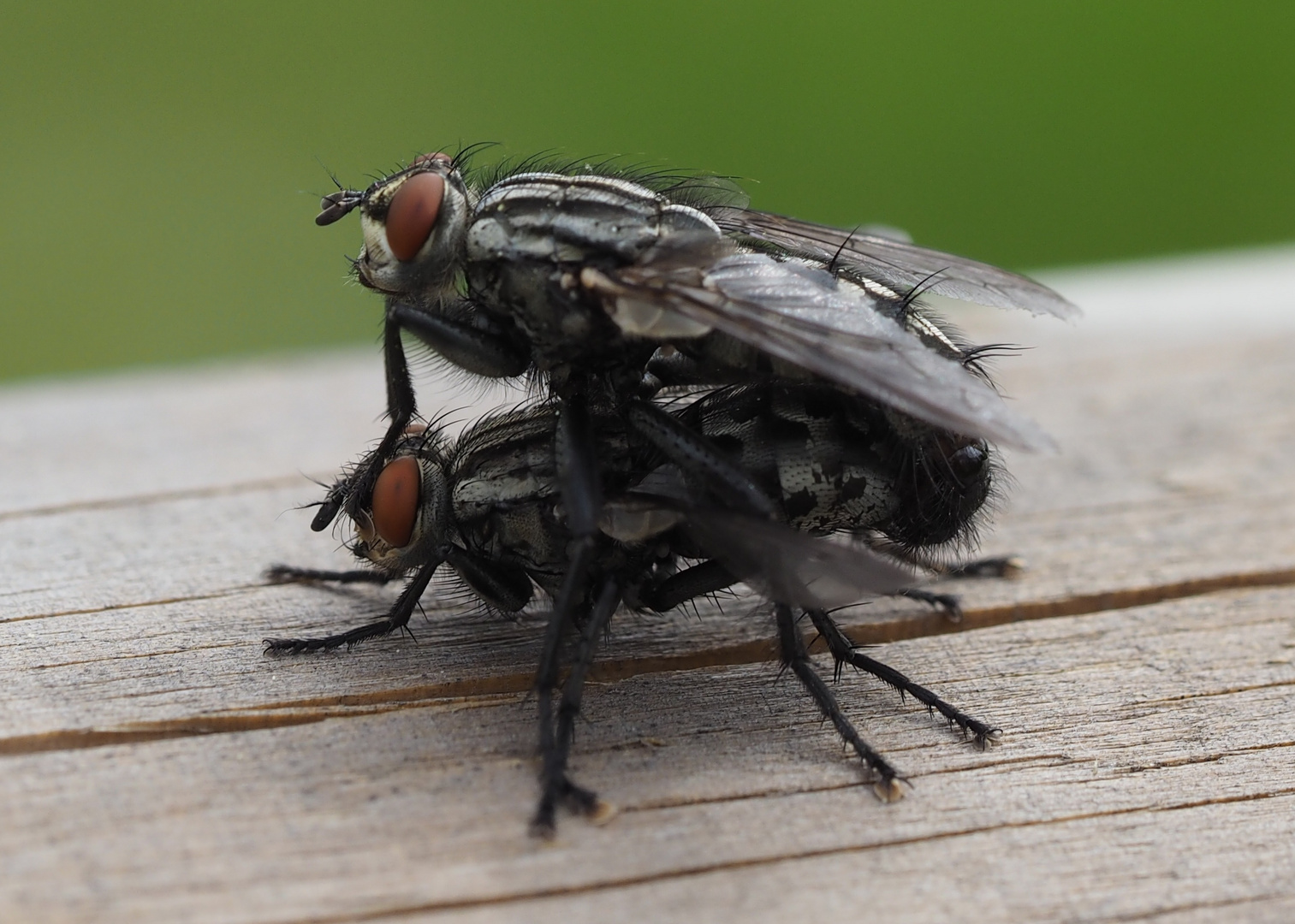 Fleischfliegen-Pärchen