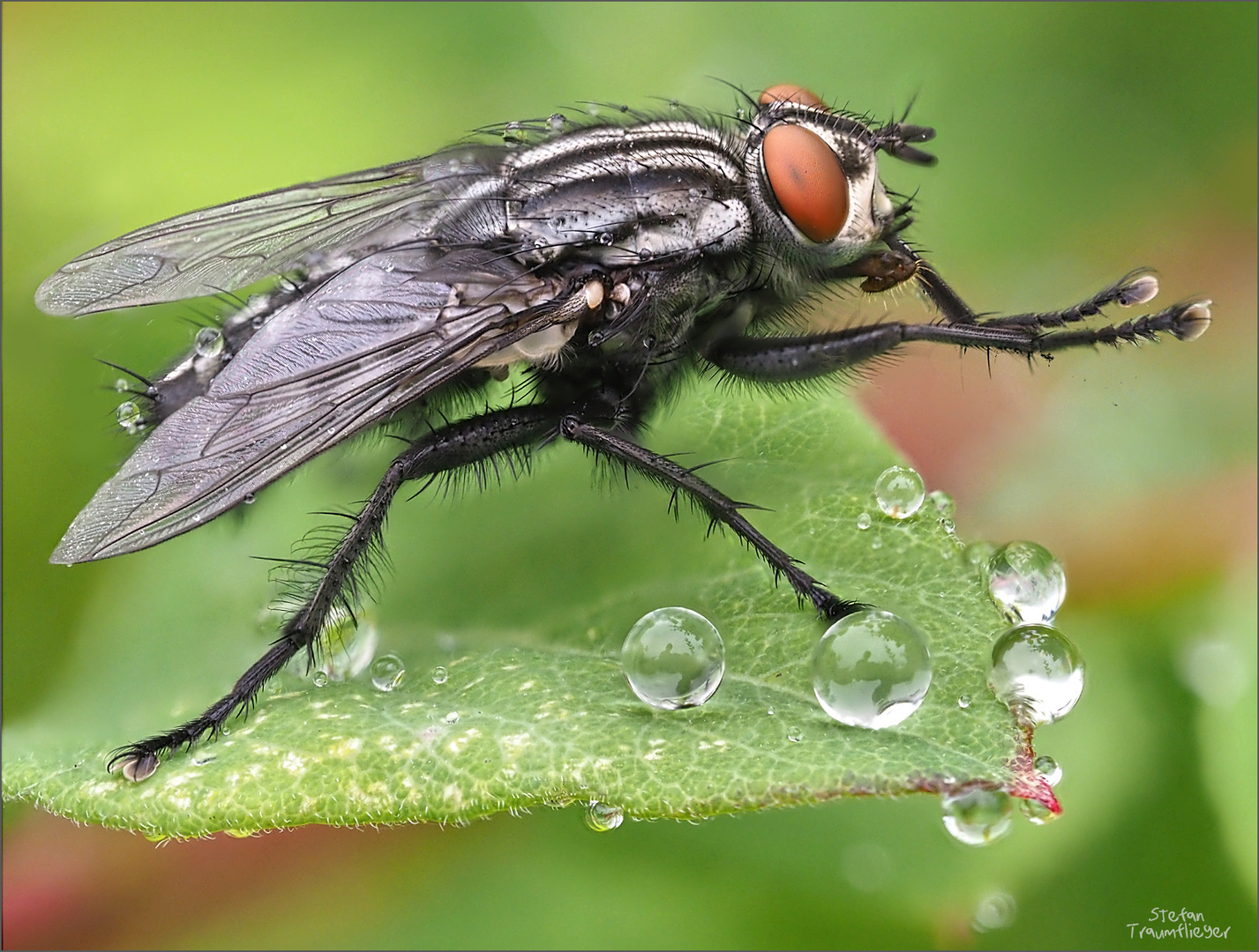 fleischfliege_regen