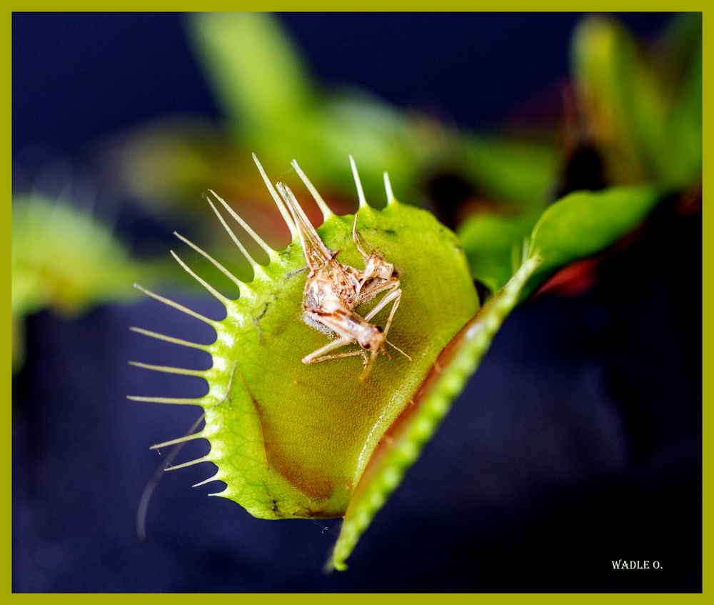 Fleischfressende Pflanze Foto & Bild | pflanzen, pilze & flechten