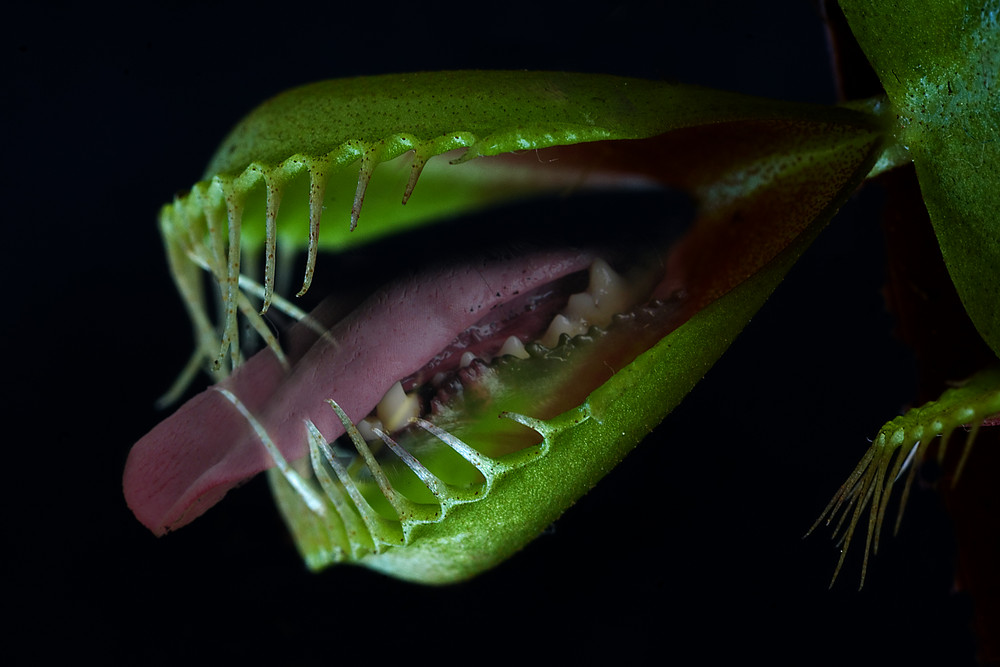 "fleischfressende Pflanze" Foto & Bild | sonstiges, witziges ;o), natur