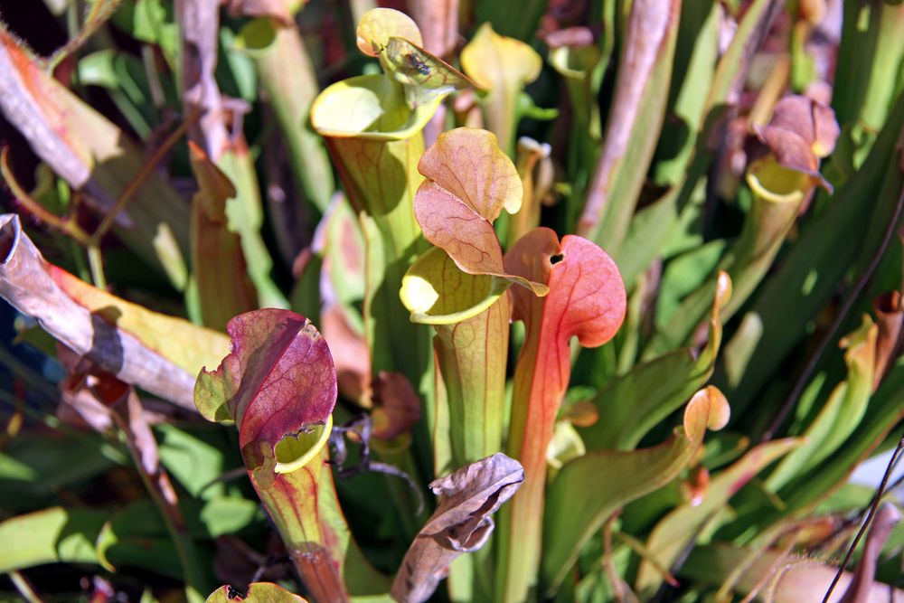 Fleischfressende Pflanze im Blumenkübel auf meiner Terrasse Foto & Bild