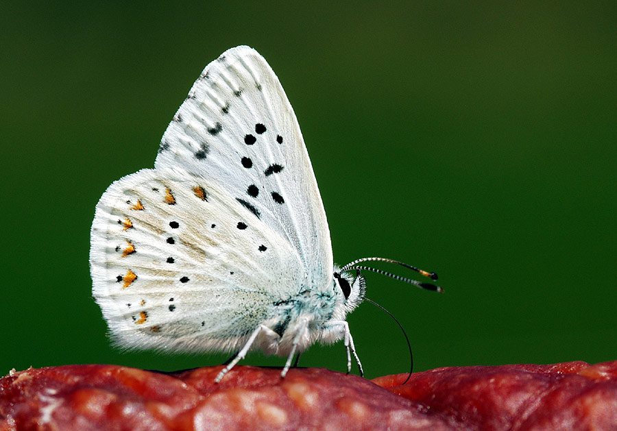 Fleischfressender Schmetterling