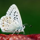 Fleischfressender Schmetterling