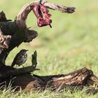 Fleischfressender Vogel bei mir am Luderplatz