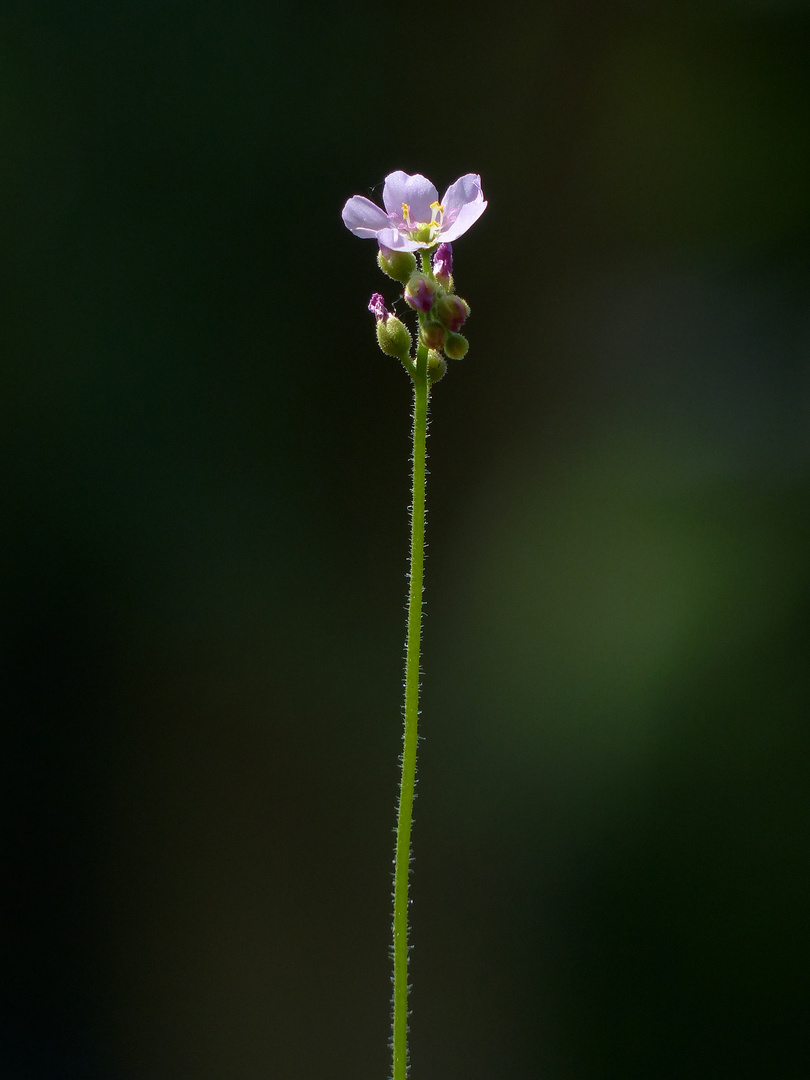 Fleischfresserchen