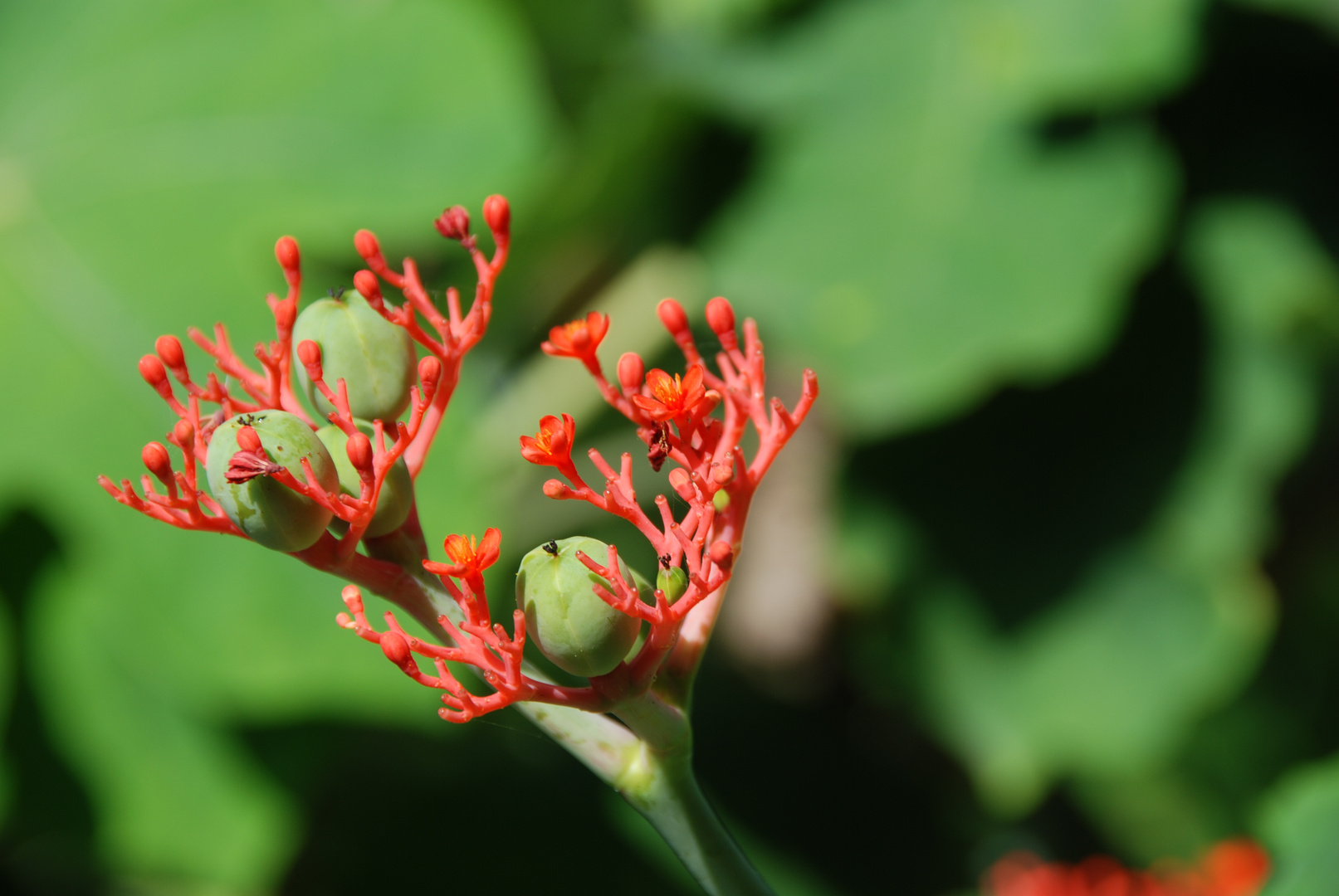 Fleischige Blüte in Venezuela aufgenommen