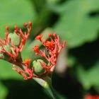 Fleischige Blüte in Venezuela aufgenommen