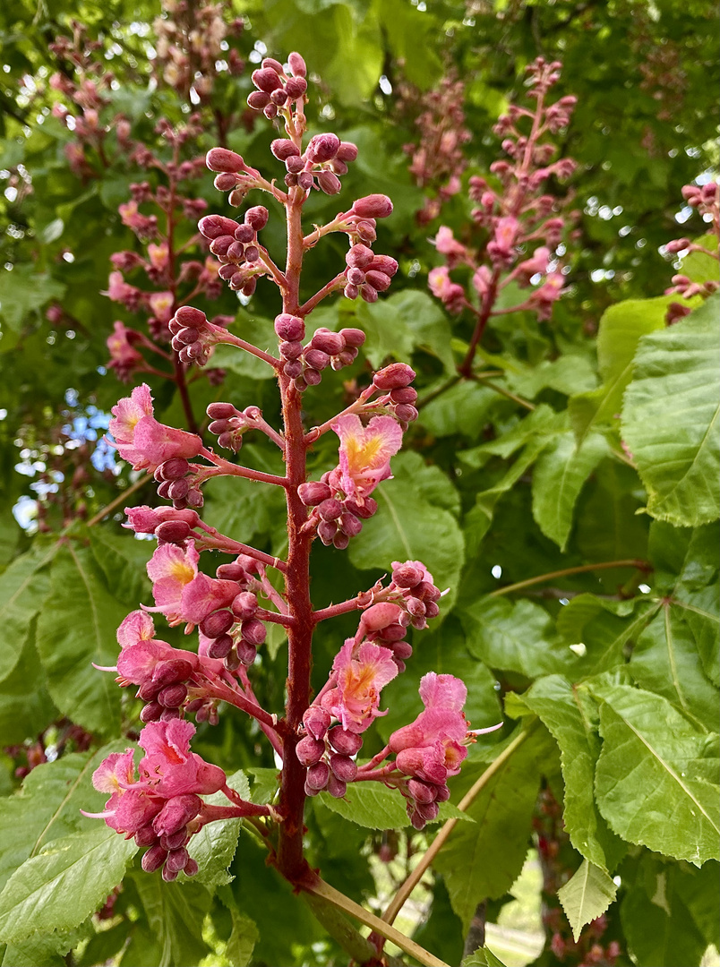 Fleischrote Rosskastanie