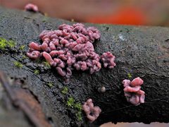 Fleischroter Gallertbecher, (Ascocoryne sarcoides)