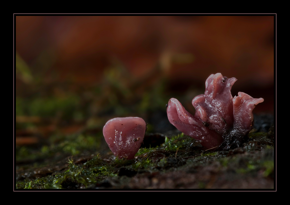 Fleischroter Gallertbecher- Jugendform