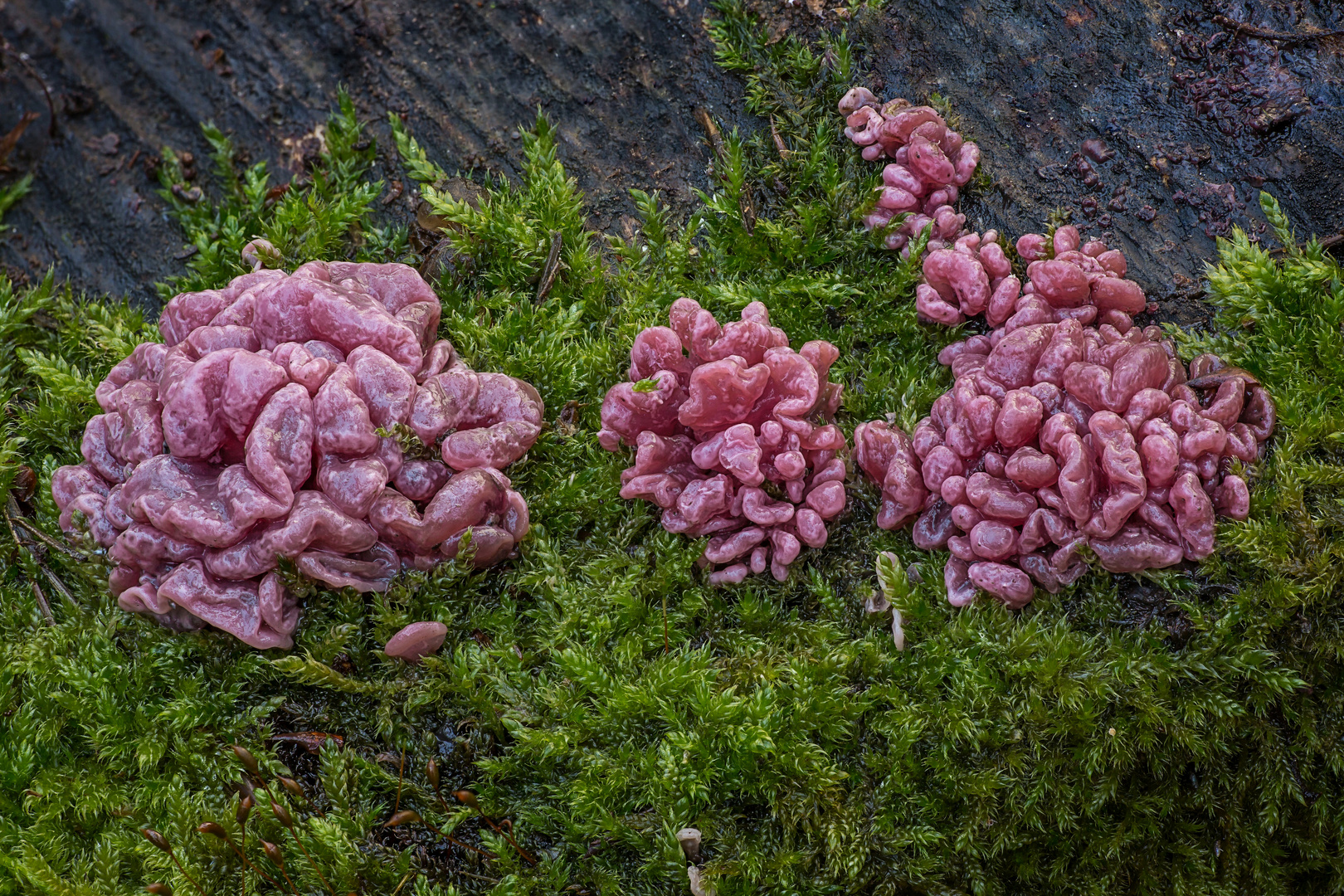 Fleischroter Gallertbecherling