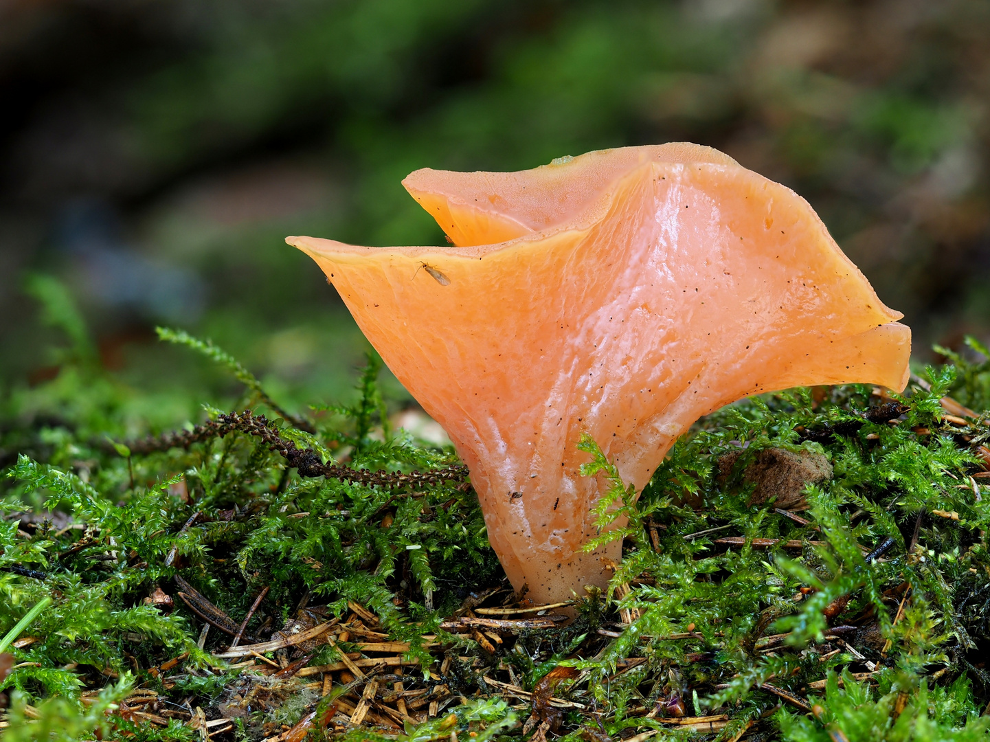 Fleischroter Gallerttrichter (Guepinia Helvelloides) 