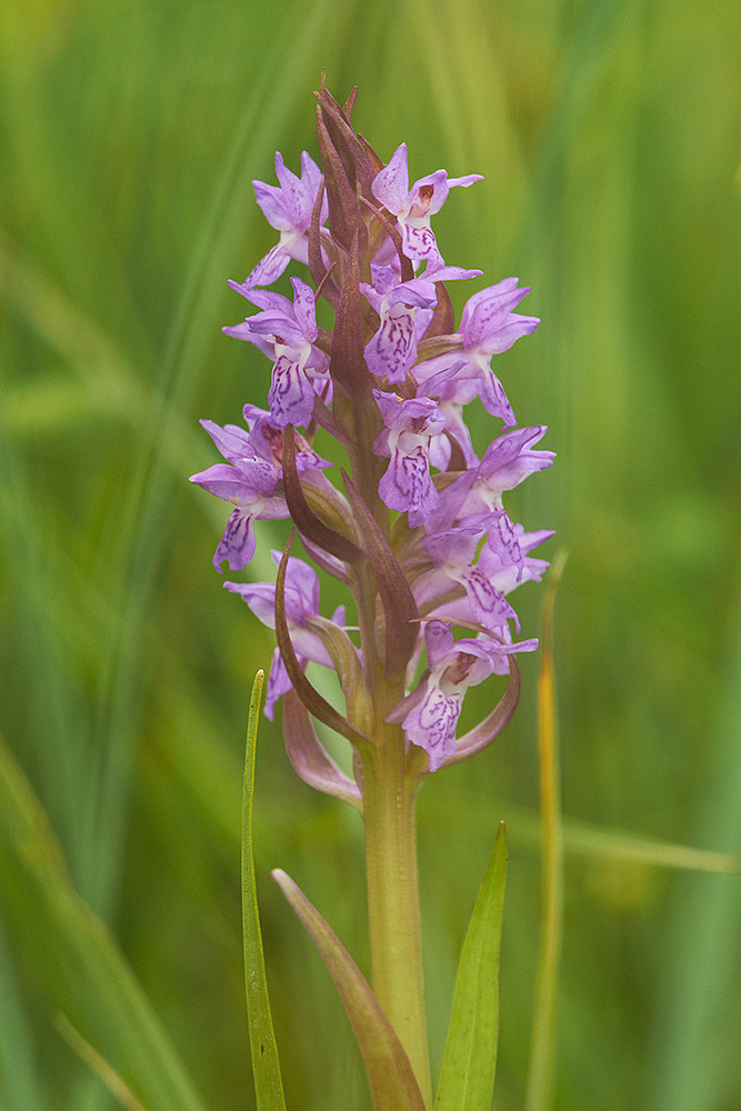 Fleischrotes Knabenkraut (Dactylorhiza incarnata)