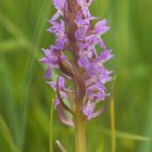 Fleischrotes Knabenkraut (Dactylorhiza incarnata)