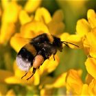 Fleisig - fleisig.....sind die Hummeln unterwegs