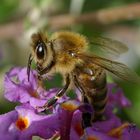 Fleisige Bienchen