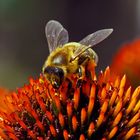 fleisige Biene