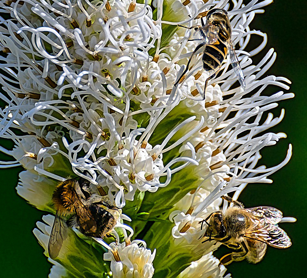 Fleisige Bienen