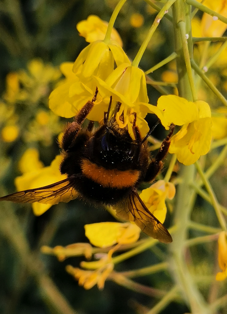 Fleisige Erdhummel