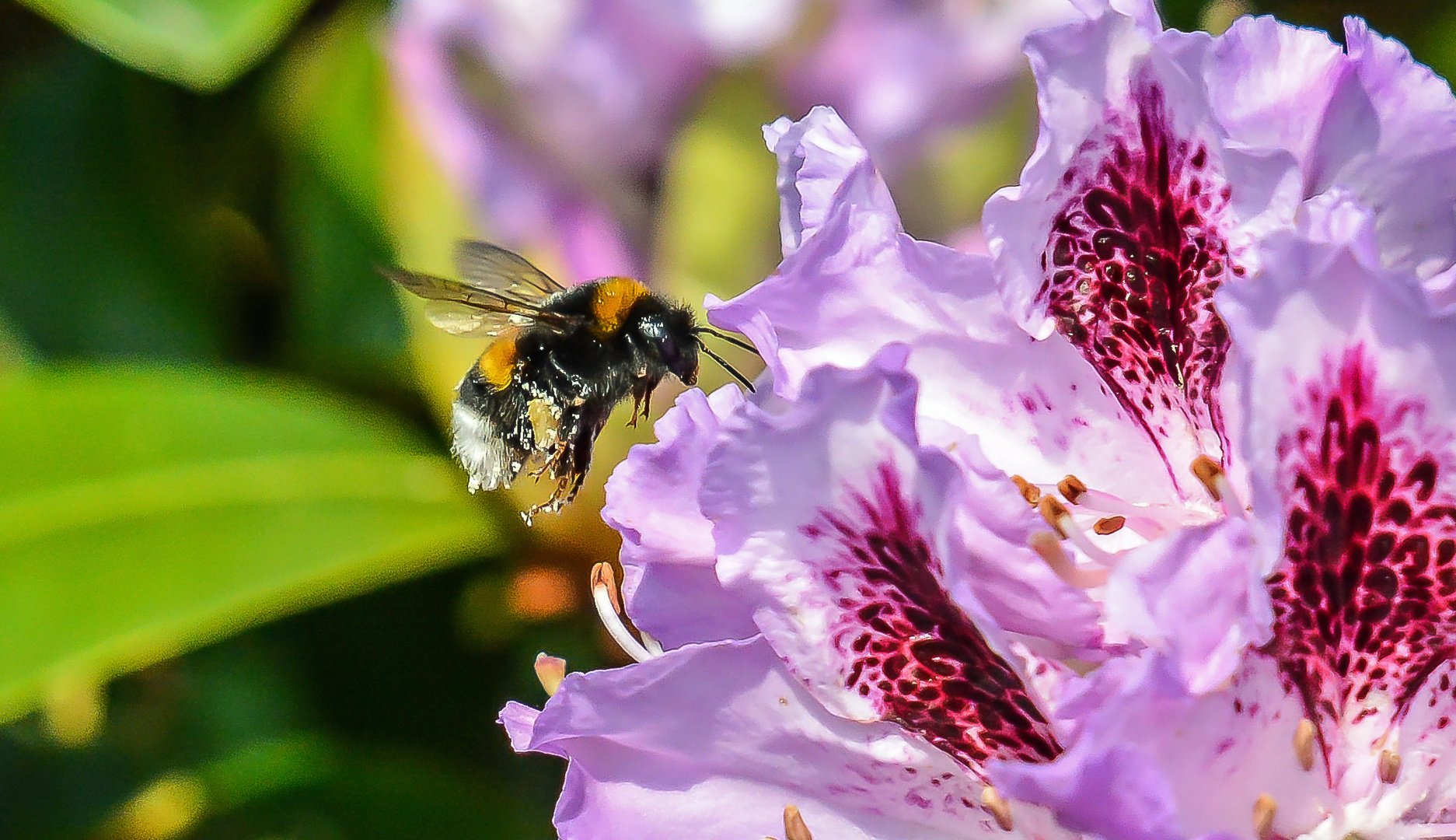 Fleisige Hummel